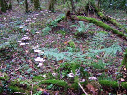 Fairy Ring in the Pengelli Forest, https://commons.wikimedia.org/wiki/File:%27Fairy_ring%27_in_the_forest_geograph.org.uk_-_274456.jpg